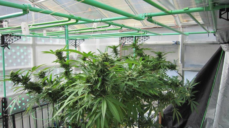 Gorilla Gelato - Ganja Seeds. Week 24 - Sister Gorilla Gelato - Sis GG -