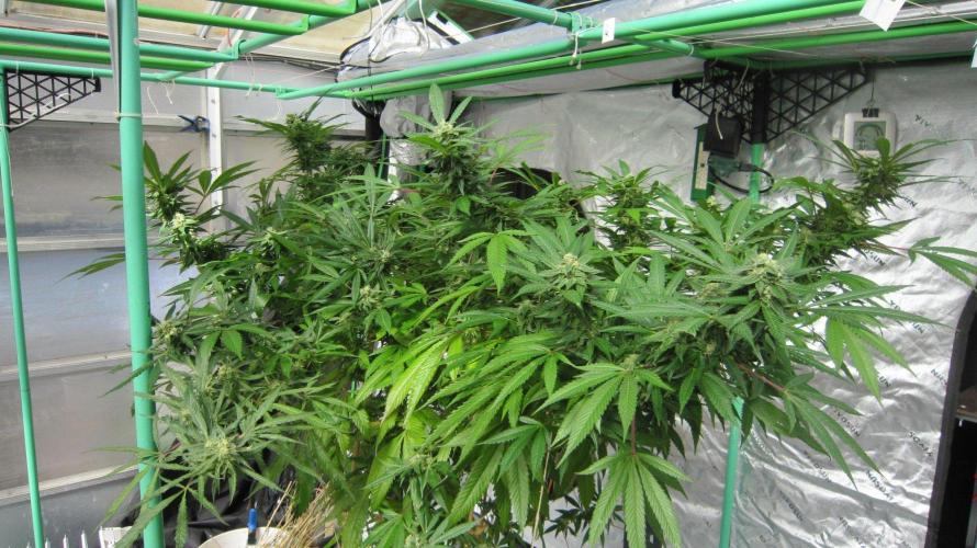 Gorilla Gelato - Ganja Seeds. Week 24 - Sis GG