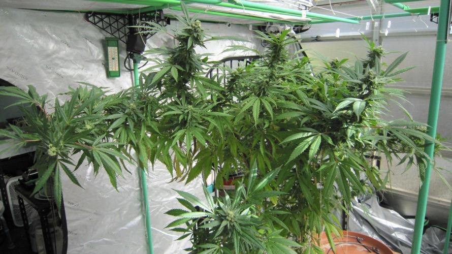 Gorilla Gelato - Ganja Seeds. Week 24 - Sis GG