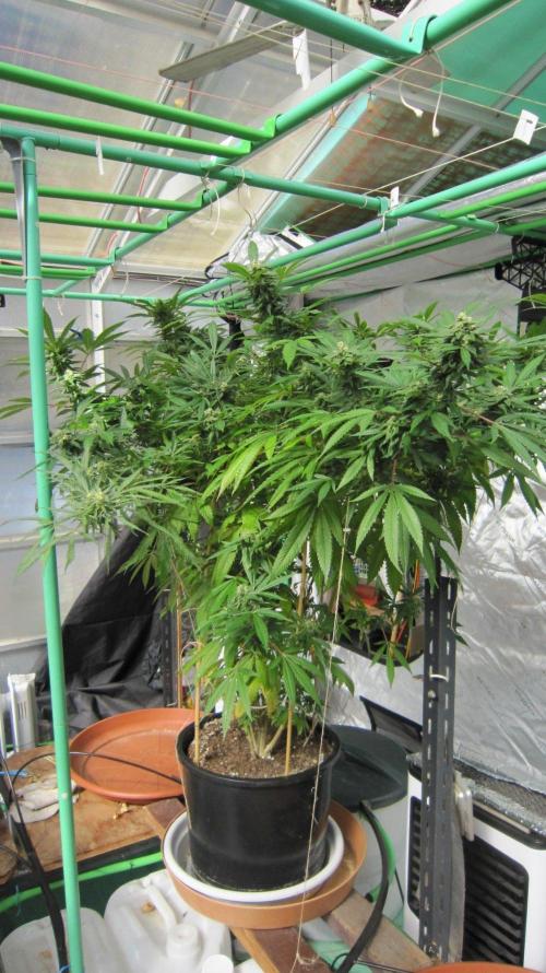 Gorilla Gelato - Ganja Seeds. Week 24 - Sis GG