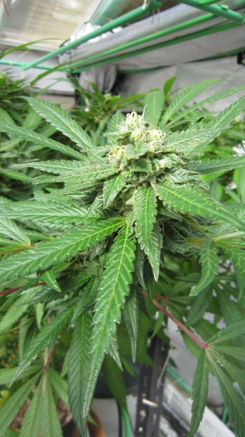 Gorilla Gelato - Ganja Seeds. Week 24 - Sis GG