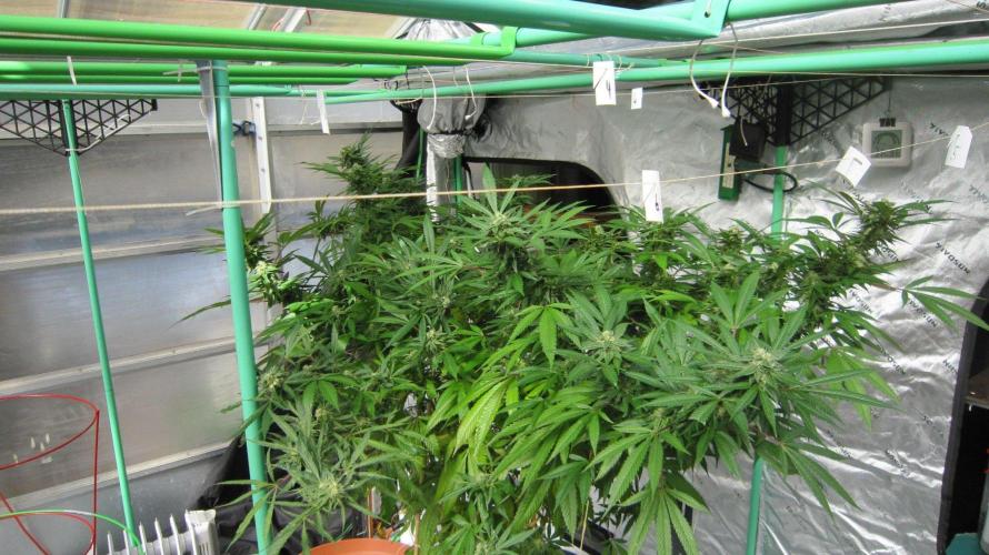 Gorilla Gelato - Ganja Seeds. Week 24 - Sis GG