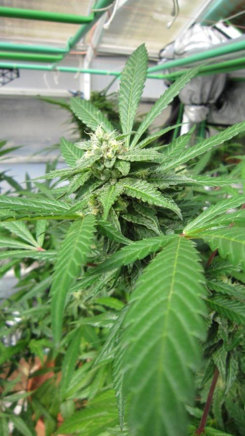 Gorilla Gelato - Ganja Seeds. Week 24 - Sis GG