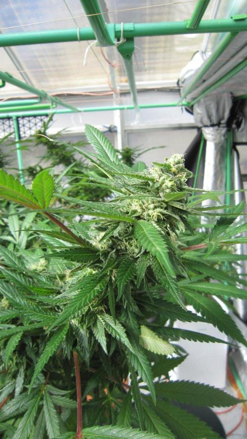 Gorilla Gelato - Ganja Seeds. Week 24 - Sis GG