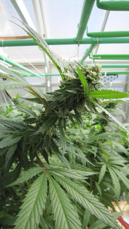 Gorilla Gelato - Ganja Seeds. Week 24 - Sis GG