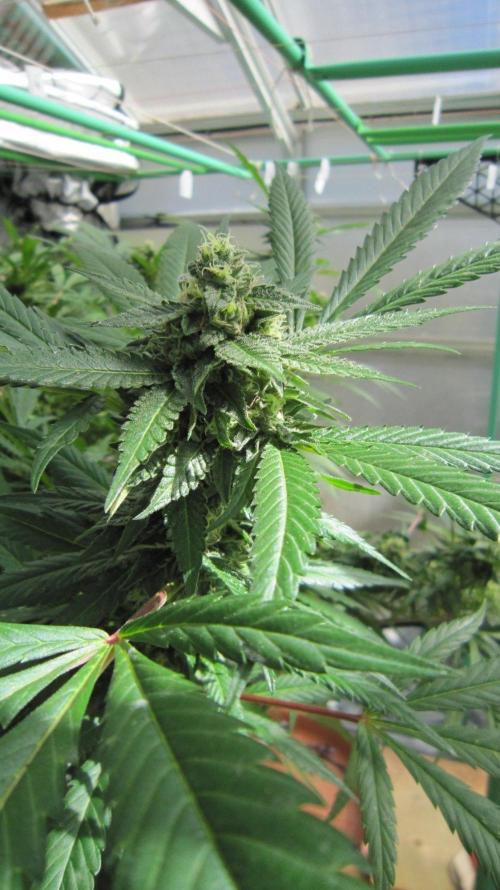 Gorilla Gelato - Ganja Seeds. Week 24 - Sis GG
