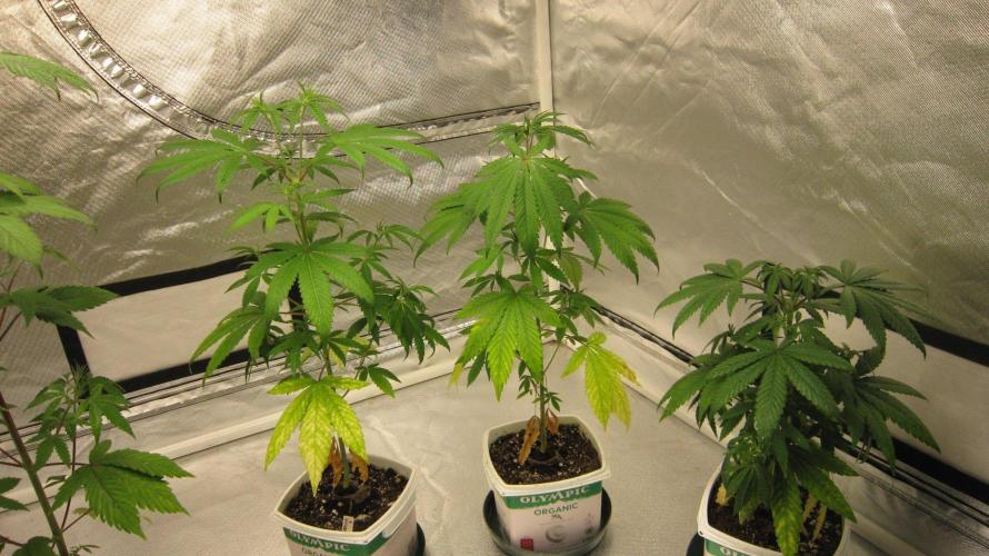 Mimosa - Breakfast, Wake-and-Bake. Week 5 - Mimosa - 3 Plants