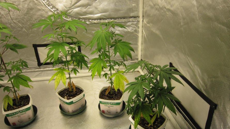 Mimosa - Breakfast, Wake-and-Bake. Week 5 - 3 Plants of Mimosa.