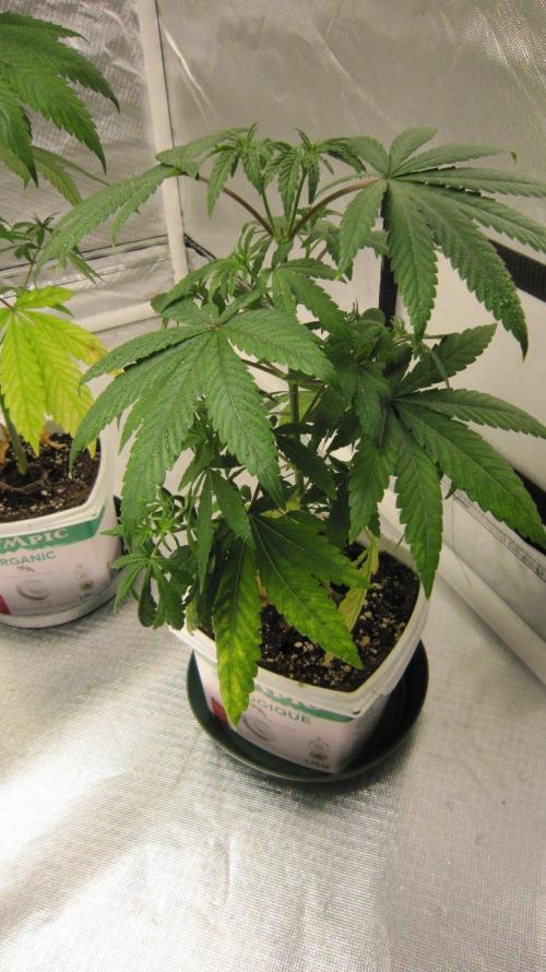 Mimosa - Breakfast, Wake-and-Bake. Week 5 - Plant #1