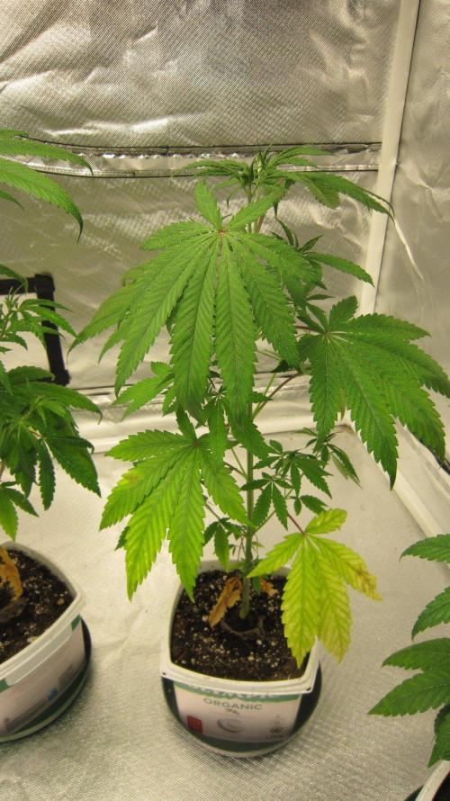 Mimosa - Breakfast, Wake-and-Bake. Week 5 - Plant #2
