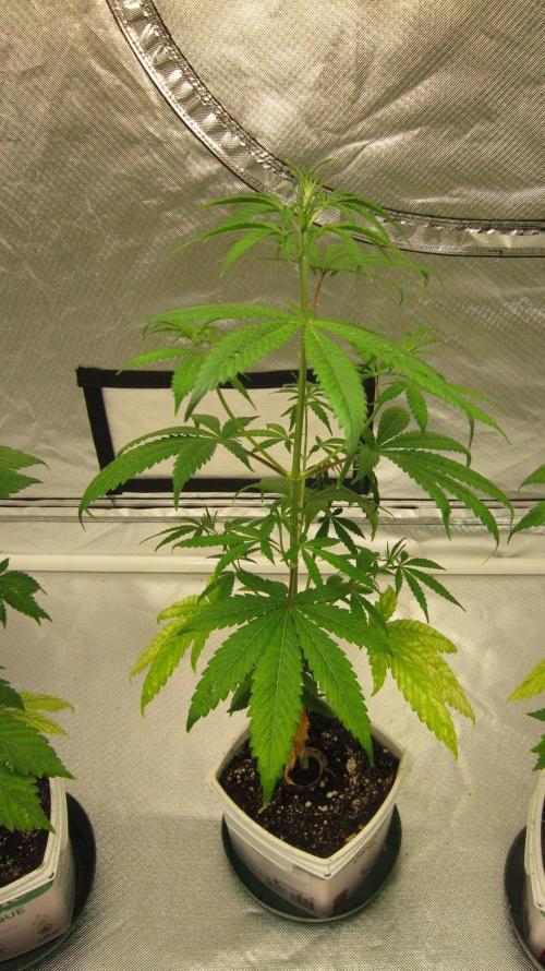 Mimosa - Breakfast, Wake-and-Bake. Week 5 - Plant #3