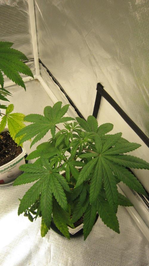Mimosa - Breakfast, Wake-and-Bake. Week 5 - Plant #1
