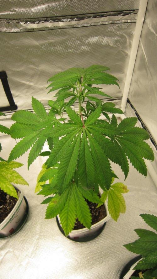 Mimosa - Breakfast, Wake-and-Bake. Week 5 - Plant #2