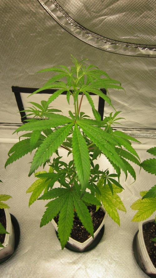 Mimosa - Breakfast, Wake-and-Bake. Week 5 - Plant #3