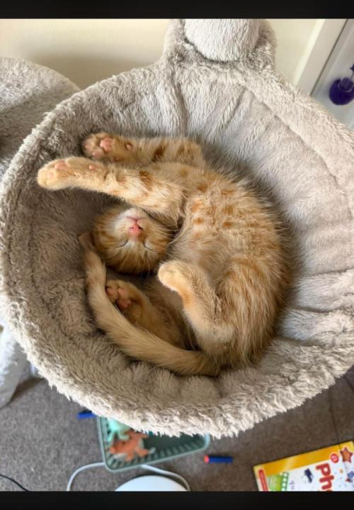 Mimosa - Breakfast, Wake-and-Bake. Week 5 - Trying to sleep in a circle?