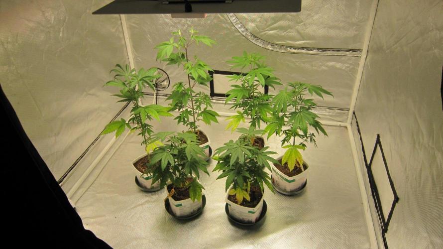 Kush Mints - Minty Flavor Hunt. Week 5 - All the plants in this tent. Kush Mints are left Mimosa is right