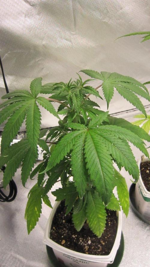 Kush Mints - Minty Flavor Hunt. Week 5 - Plant #1