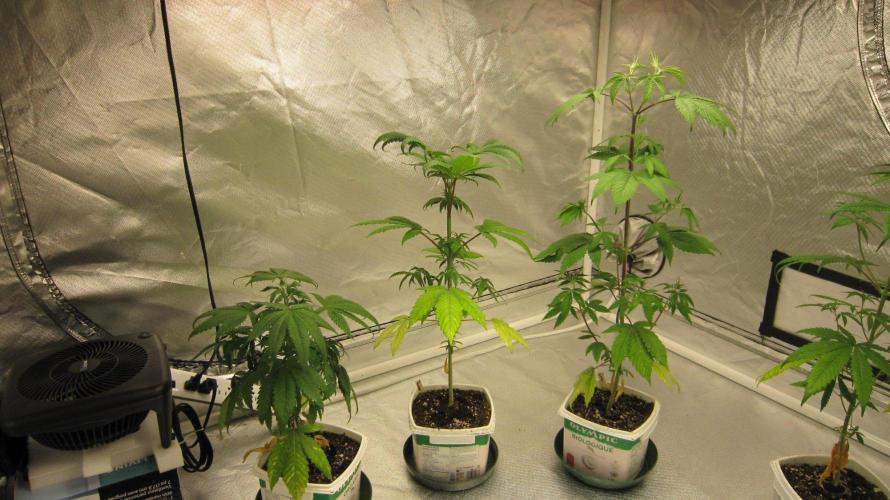 Kush Mints - Minty Flavor Hunt. Week 5 - Kush Mints - KMs