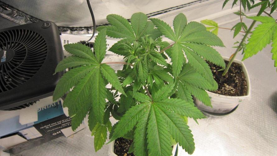 Kush Mints - Minty Flavor Hunt. Week 5 - Plant #1