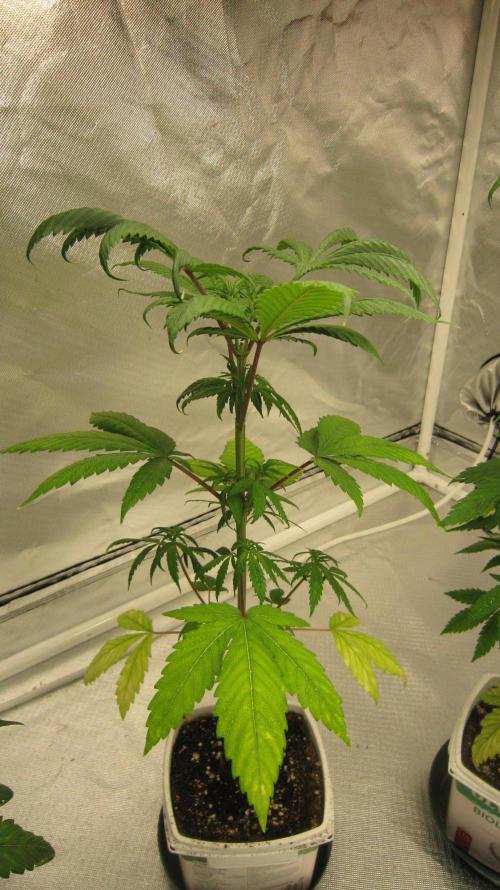 Kush Mints - Minty Flavor Hunt. Week 5 - Plant #2