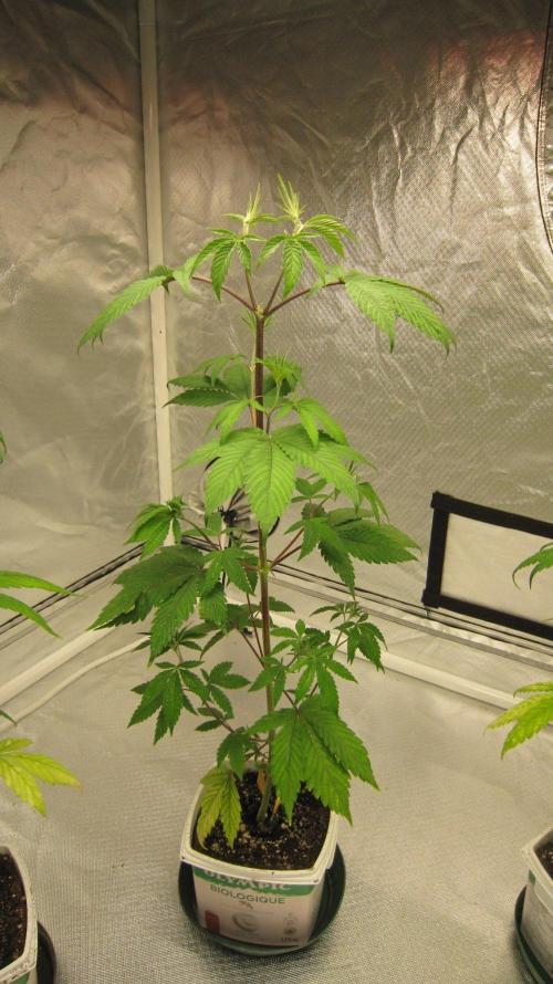 Kush Mints - Minty Flavor Hunt. Week 5 - Plant #3