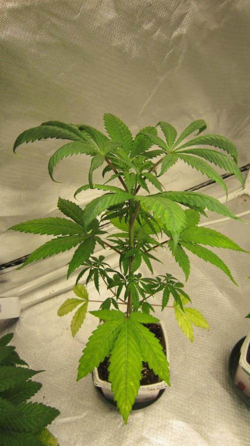 Kush Mints - Minty Flavor Hunt. Week 5 - Plant #2