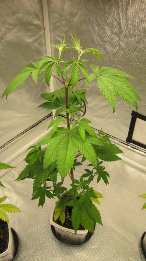 Kush Mints - Minty Flavor Hunt. Week 5 - Plant #3