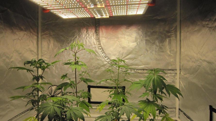 Kush Mints - Minty Flavor Hunt. Week 5 - Spider Farmer Light SF-4000
