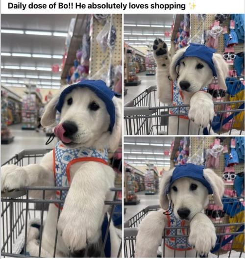 Kush Mints - Minty Flavor Hunt. Week 5 - Puppy shopping. Got the cute one...