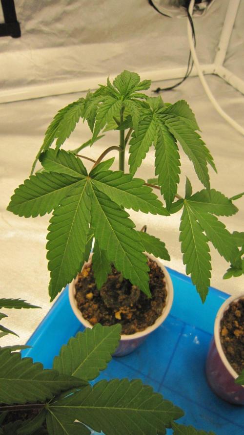 Grapes by UKHTA. Week 2 - Plant #1
