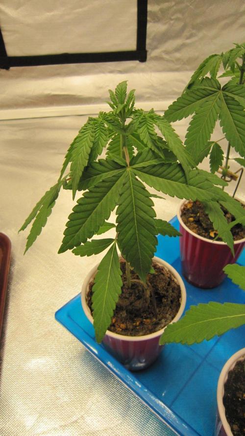 Grapes by UKHTA. Week 2 - Plant #2
