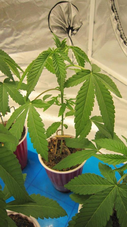 Grapes by UKHTA. Week 2 - Plant #3