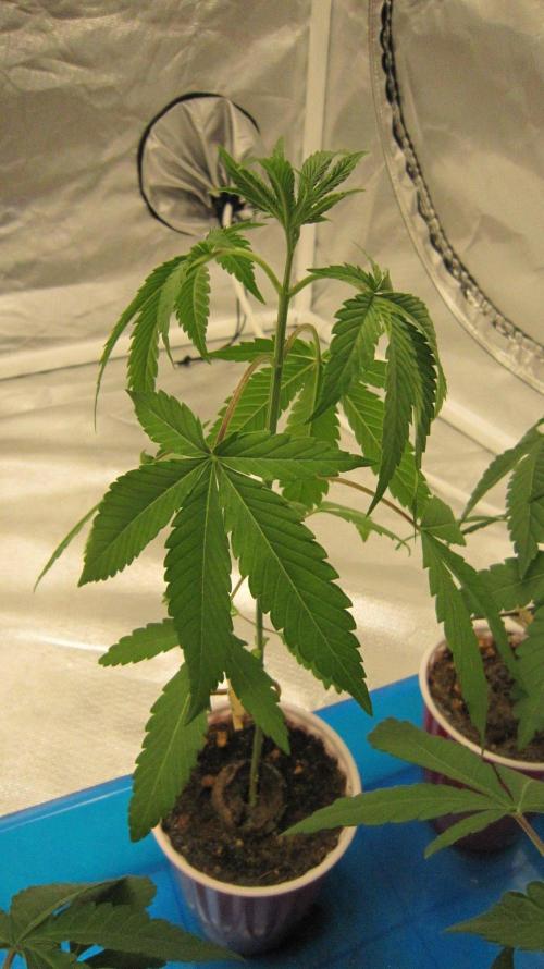 Grapes by UKHTA. Week 2 - Plant #4 is the tallest