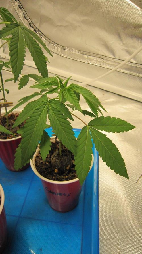 Grapes by UKHTA. Week 2 - Plant #5 is the smallest.