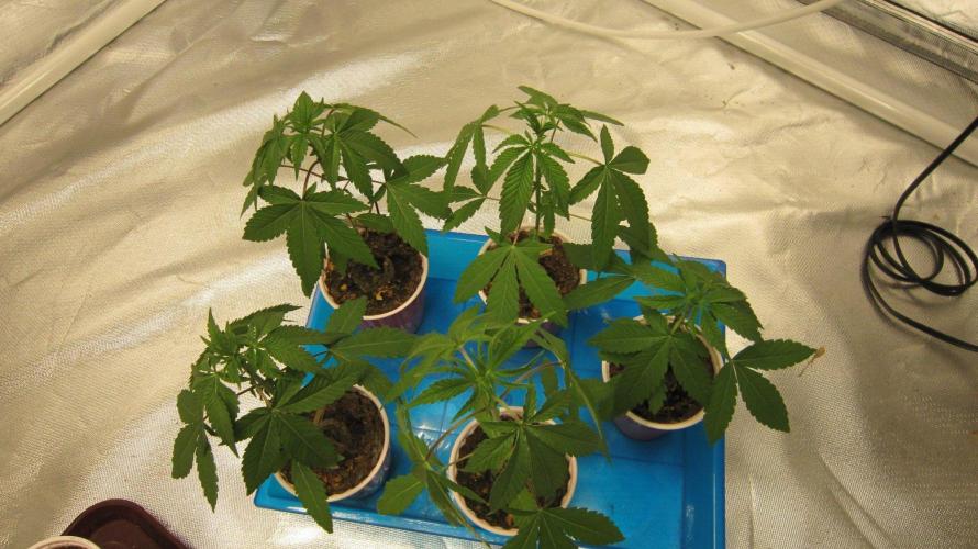 Grapes by UKHTA. Week 2 - 5 Good One's... Mostly Indica...