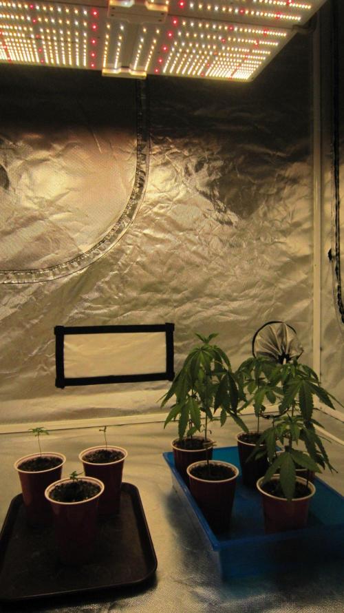 Grapes by UKHTA. Week 2 - Spider Farmer Light - SF-4000