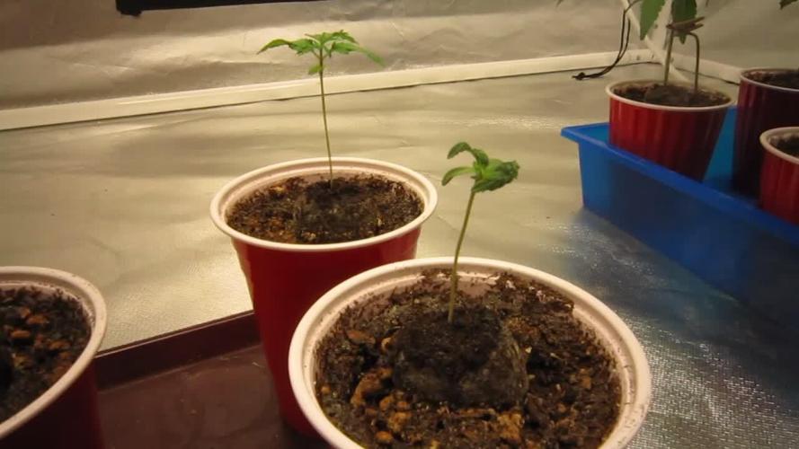 🦍Gorilla👩🏻‍🍳Cookies by Seed Stockers