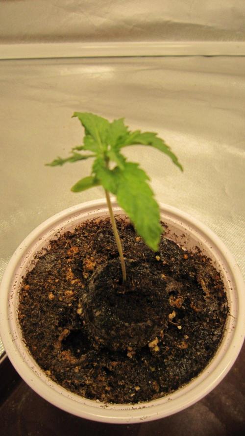 🦍Gorilla👩🏻‍🍳Cookies by Seed Stockers. Week 1 - Plant #3