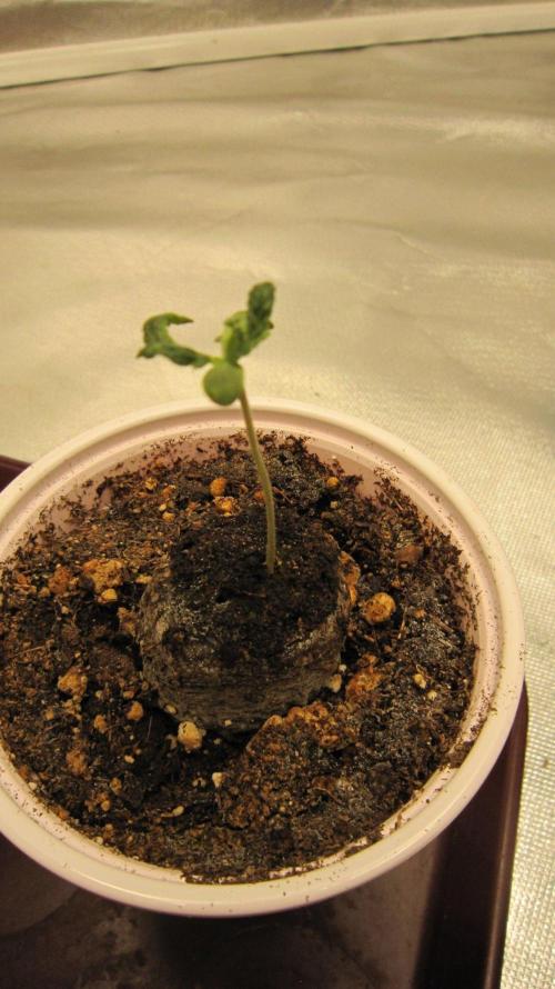 🦍Gorilla👩🏻‍🍳Cookies by Seed Stockers. Week 1 - Plant #2 is struggling to put out normal leaves. Another fuzzy pic?