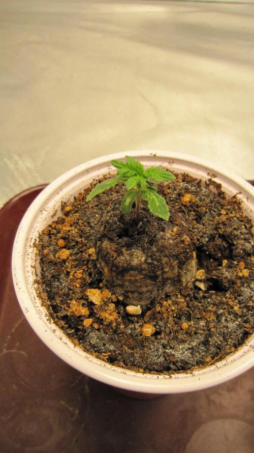 🦍Gorilla👩🏻‍🍳Cookies by Seed Stockers. Week 1 - Plant #1 - Sorry Fuzzy Pic?