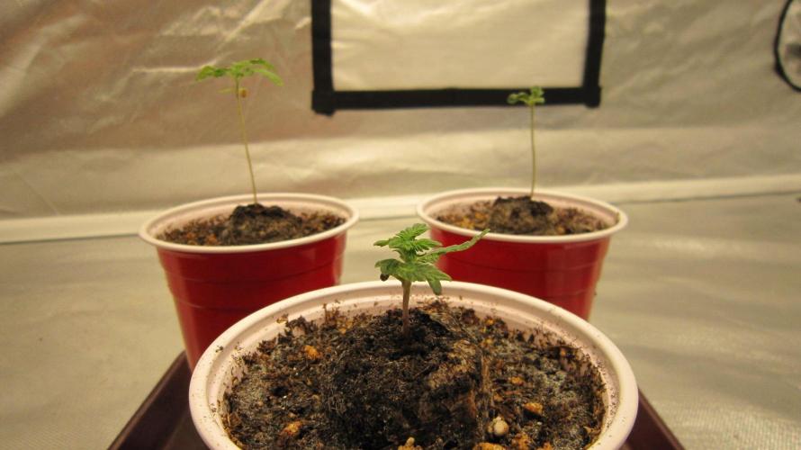 🦍Gorilla👩🏻‍🍳Cookies by Seed Stockers. Week 1 - 3 Plant of Gorilla Girl