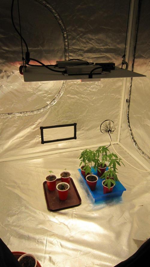 🦍Gorilla👩🏻‍🍳Cookies by Seed Stockers. Week 1 - All the plants started in this tent. Gorilla Girl is left