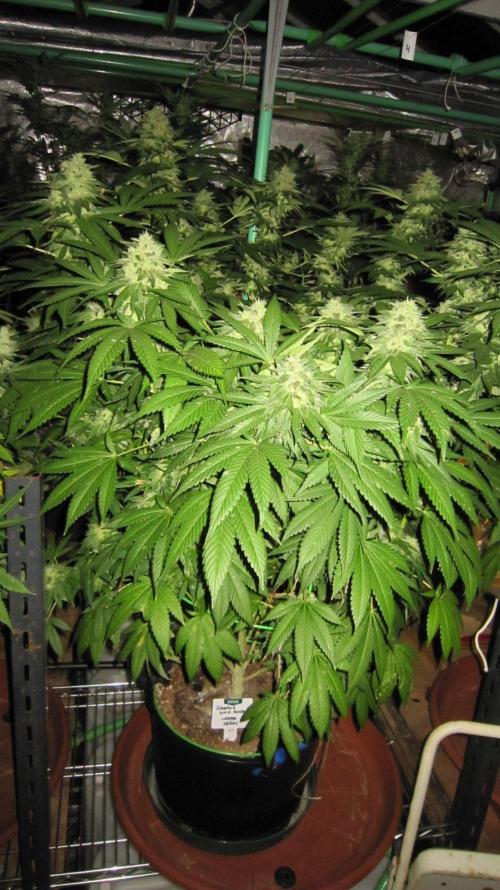 Banana 🍌 Gold Rush  🏆💰🌟. Week 22 - BGR - Early morning.