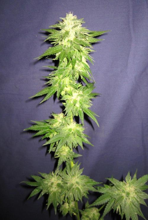 Banana 🍌 Gold Rush  🏆💰🌟. Week 22 - BGR