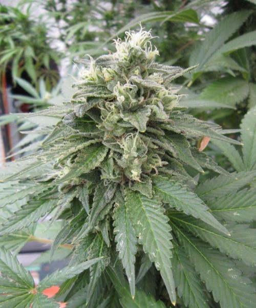 Banana 🍌 Gold Rush  🏆💰🌟. Week 22 - BGR