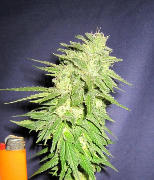 Banana 🍌 Gold Rush  🏆💰🌟. Week 22 - BGR