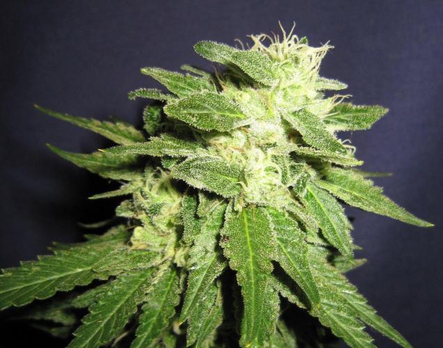 Banana 🍌 Gold Rush  🏆💰🌟. Week 22 - BGR