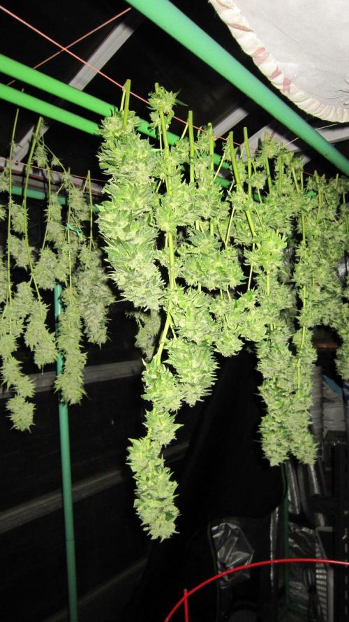 Banana 🍌 Gold Rush  🏆💰🌟. Week 22 - BGR is center to right. M.A.C. is behind to the left