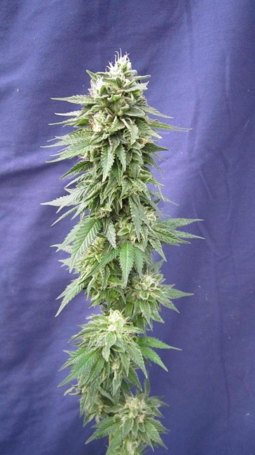 Banana 🍌 Gold Rush  🏆💰🌟. Week 22 - BGR