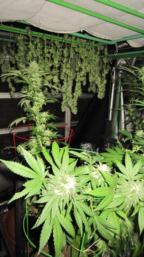 Banana 🍌 Gold Rush  🏆💰🌟. Week 22 - End of the day with 1/3 of the plant left for tomorrow